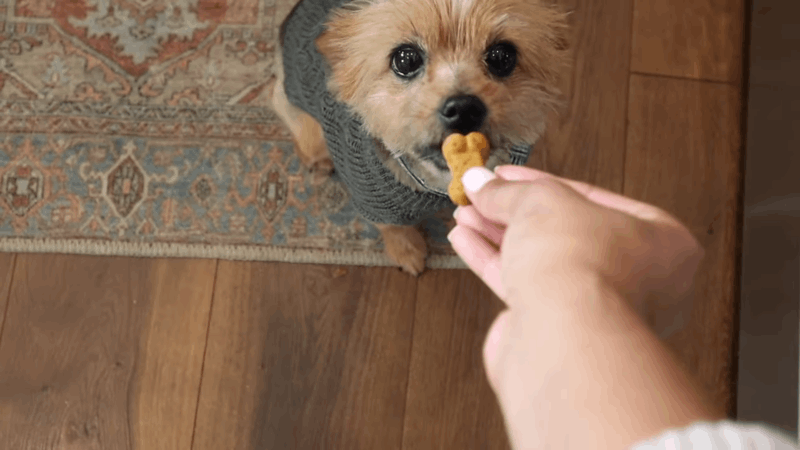 Giving dogs CBD treats