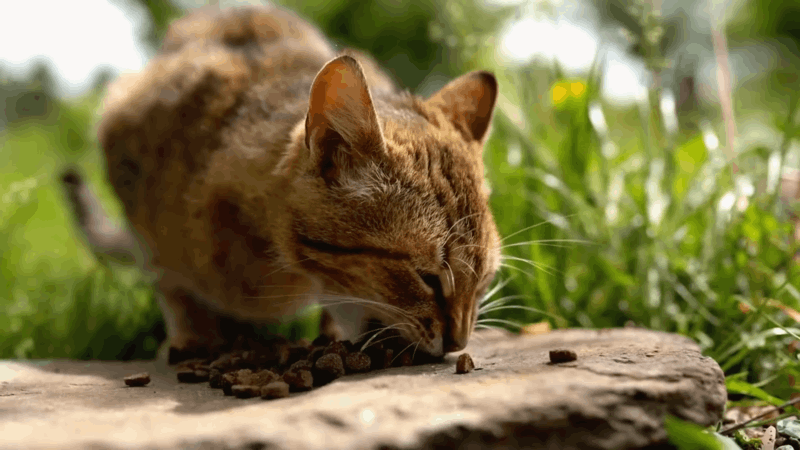 How Much Hemp Oil to Take for Cats
