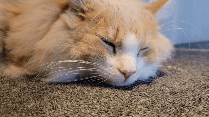 How to Use CBD Hemp Oil for Cats
