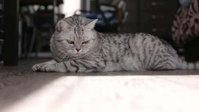 Will Hemp Oil Help With Pain