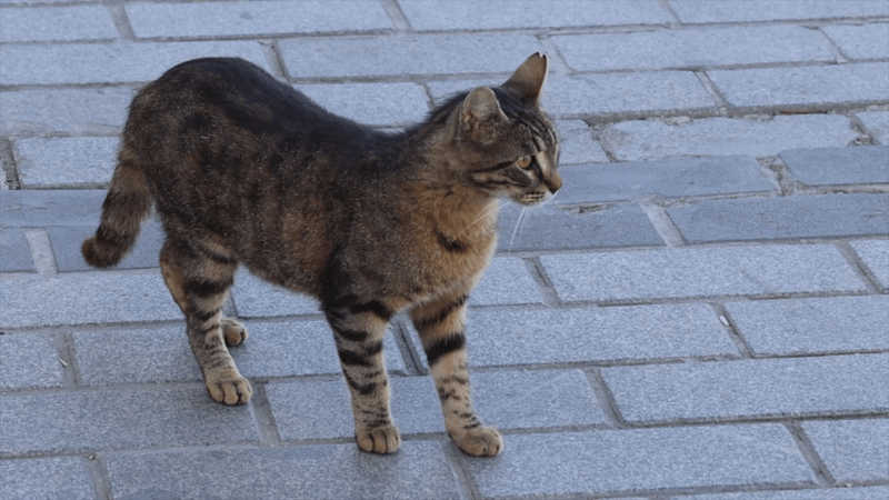 Treating Dermatitis in Cats